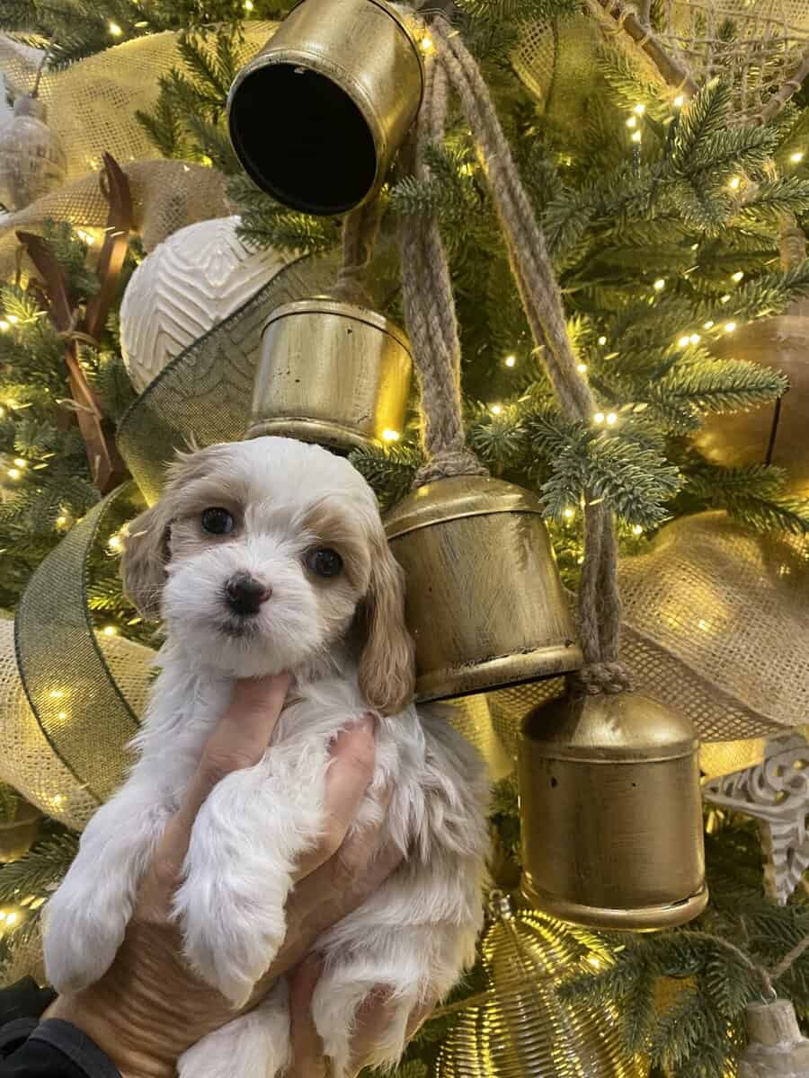 Cavachon Puppies image 1