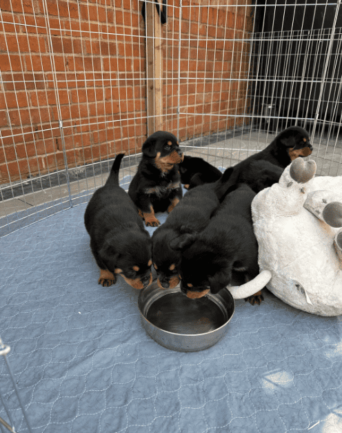 full akc Registered Rottweiler puppies with top pe image 4