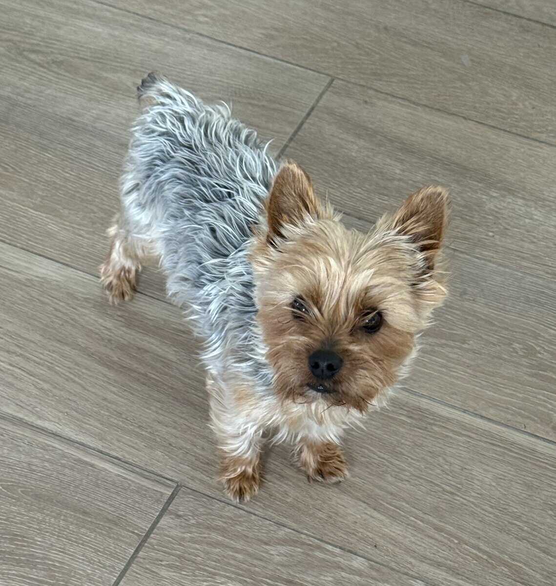 Lovable Yorky for sale image 4