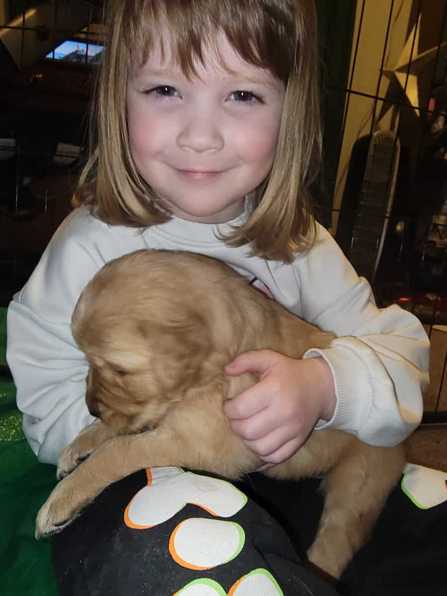 Golden retrievers puppies AKC, JM family pets image 3