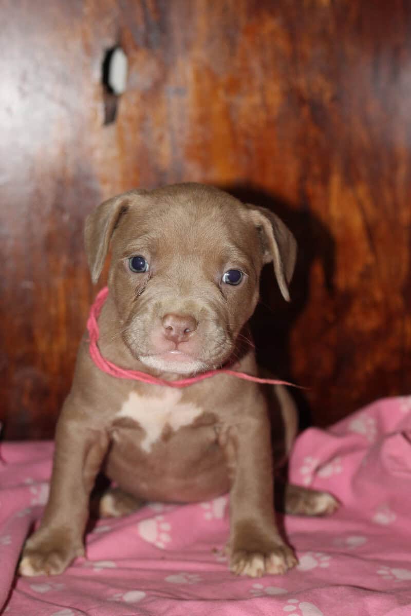 LAB PIT/BULLY MIX PUPPIES image 4
