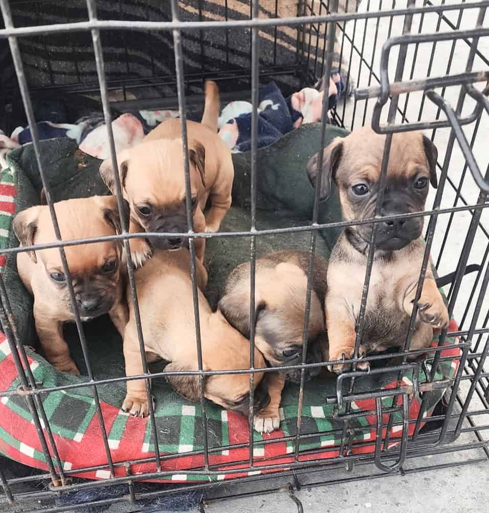 Puppies image 1