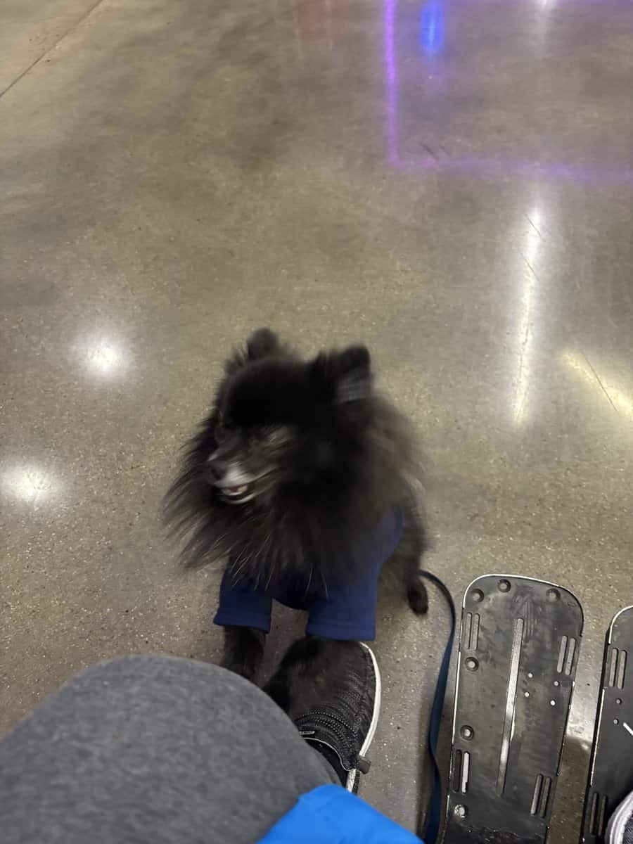 Pomeranian image 3