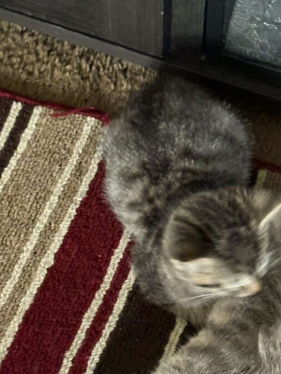 Free kittens image 3