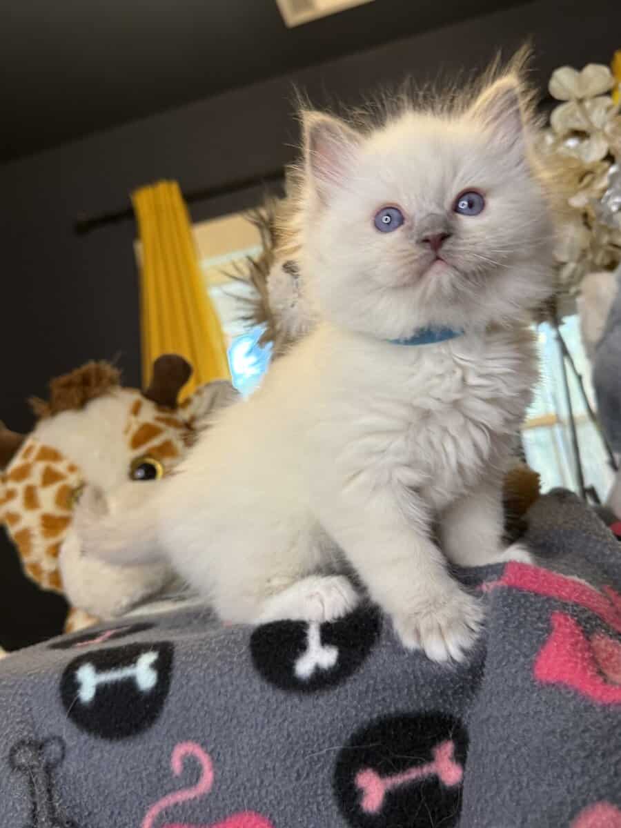Blue Point Ragdoll Kittens image 2