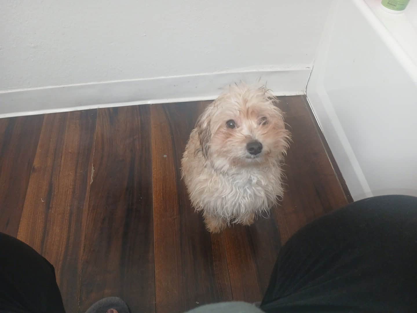 Meatball -MaltipooTerrier image 7