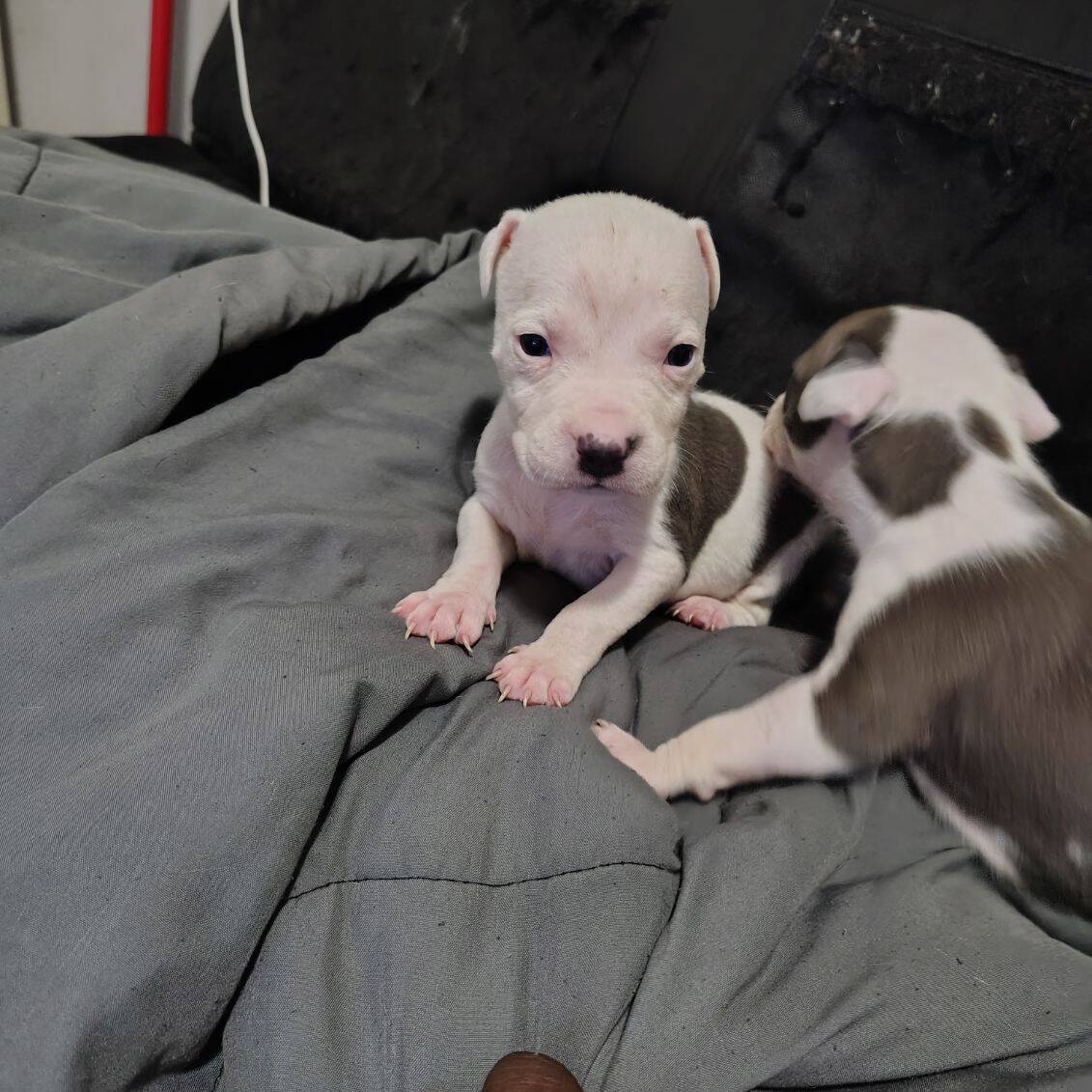 Must go Staffy Pitbulls image 1