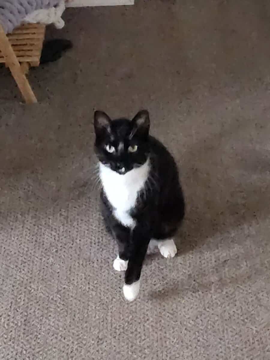 Sweet 12‑Year‑Old Tuxedo Cat Looking for a New Hom image 6