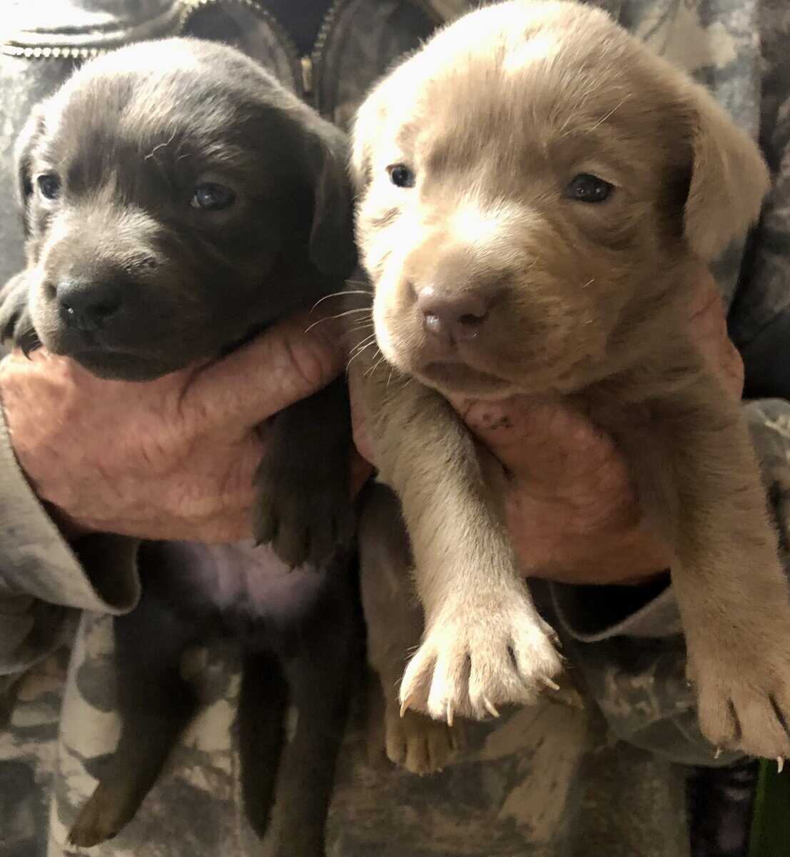 AKC Silver & Charcoal Pups image 1