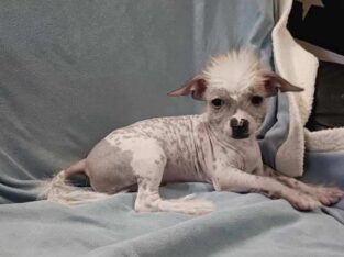 Bea Chinese Crested Mix