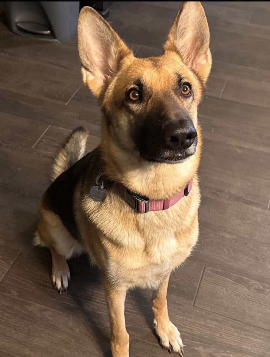 German Shepherd Dog Female image 2