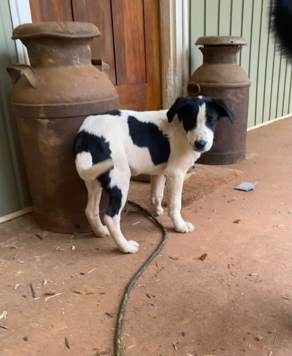 Puppies image 5