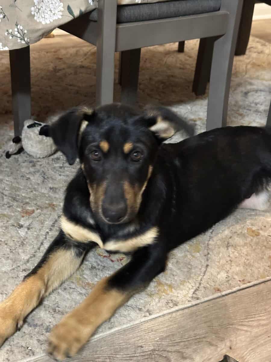 German Shepard boys for sale image 2