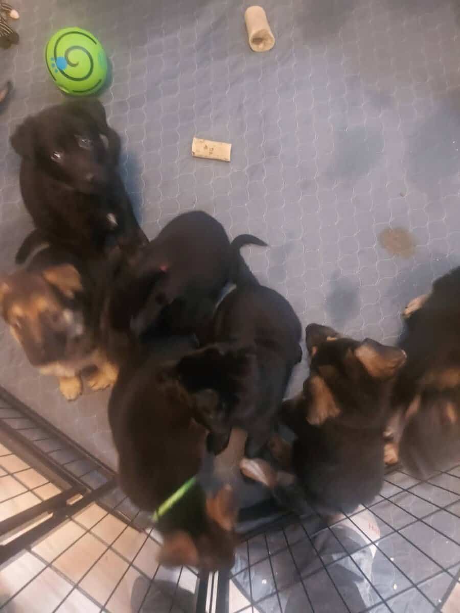 Akc German shepherds image 2