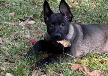 12 weeks old, looking for forever home