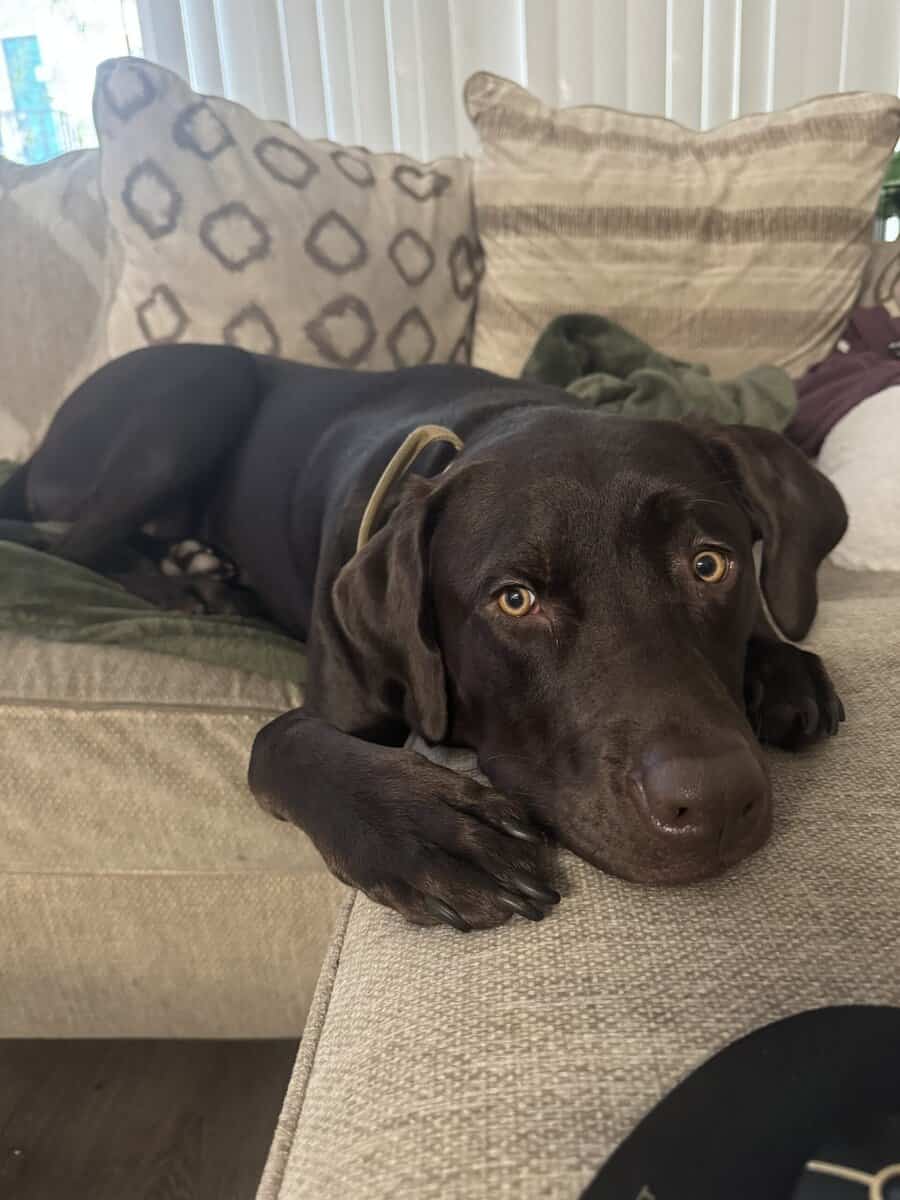 Chocolate Labrador image 3