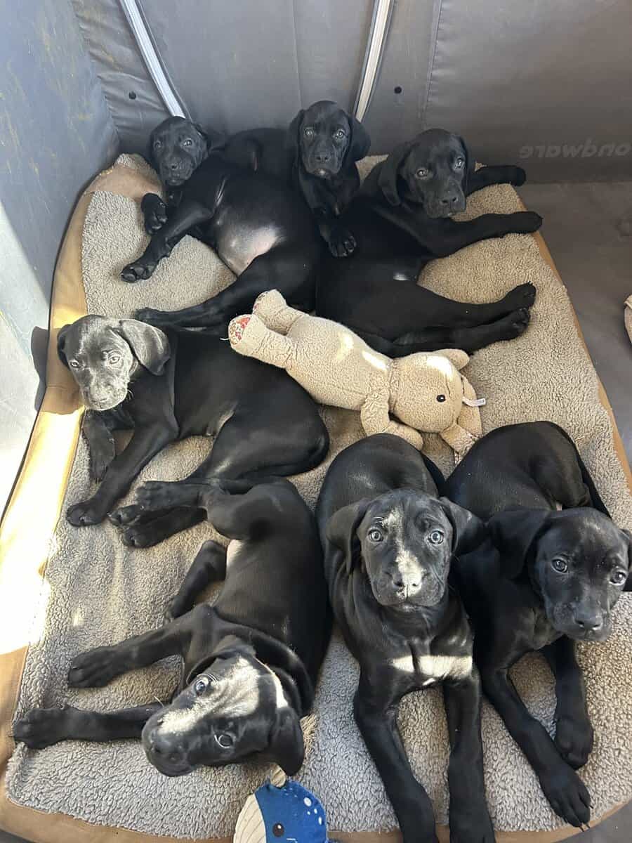 Boweimer pups image 16