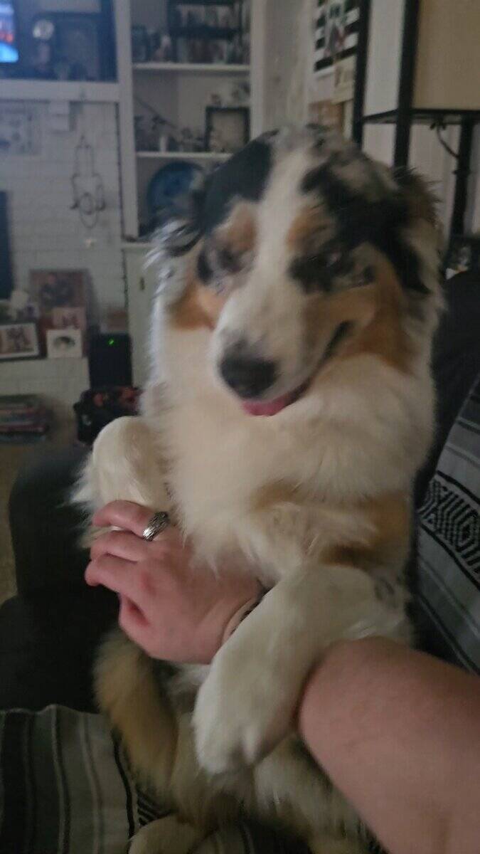 Pure Bred Female 1 Year Old Aussie Shepherd image 2