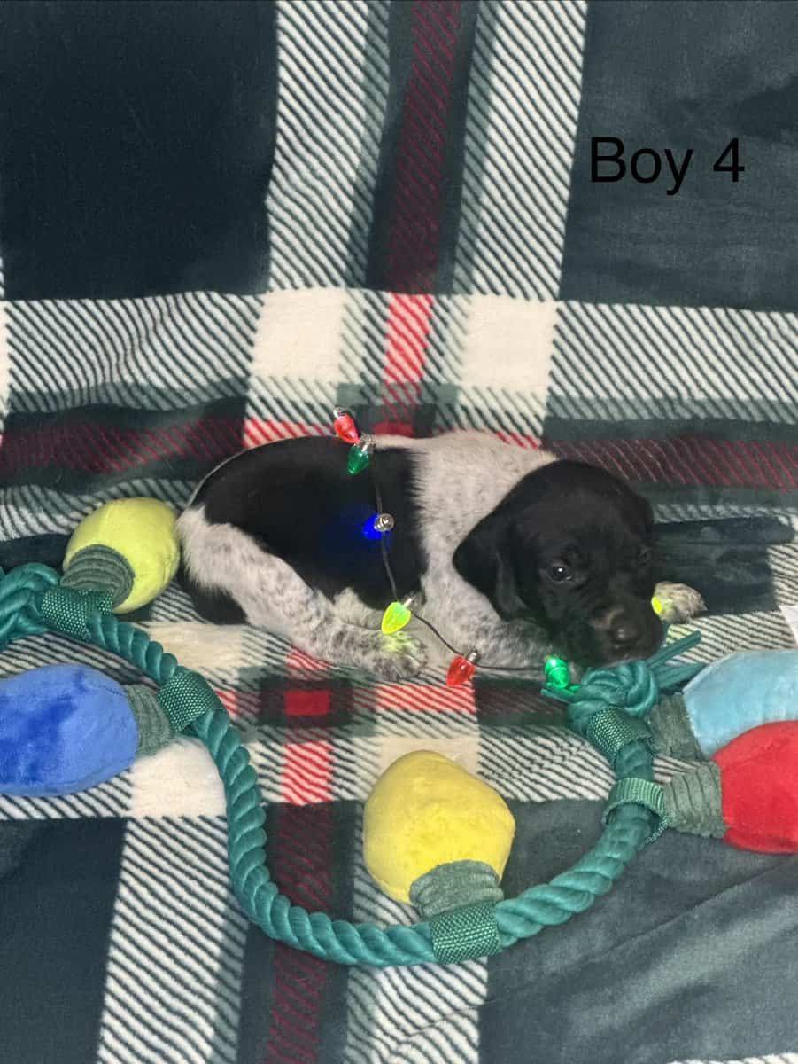 German Shorthair Pointer Puppies image 5