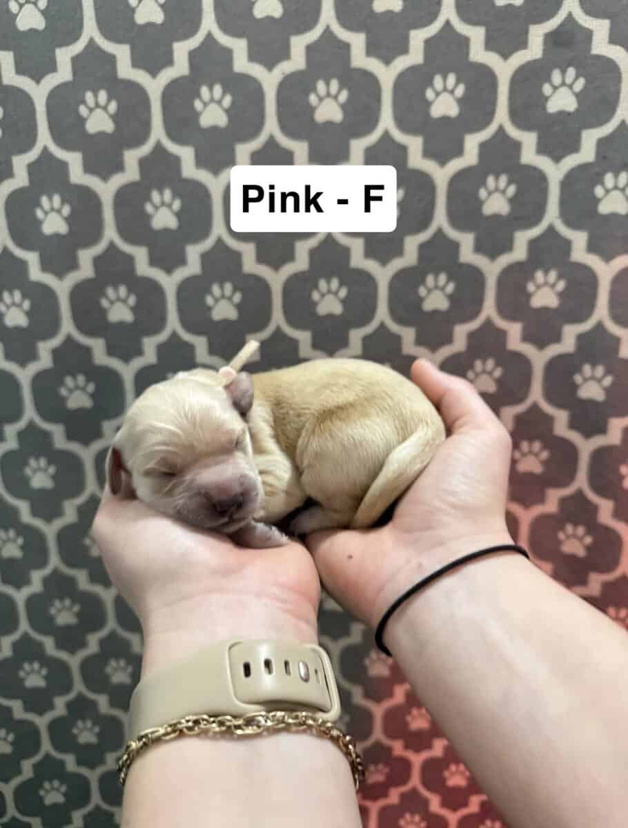 Golden Retriever Puppies image 6