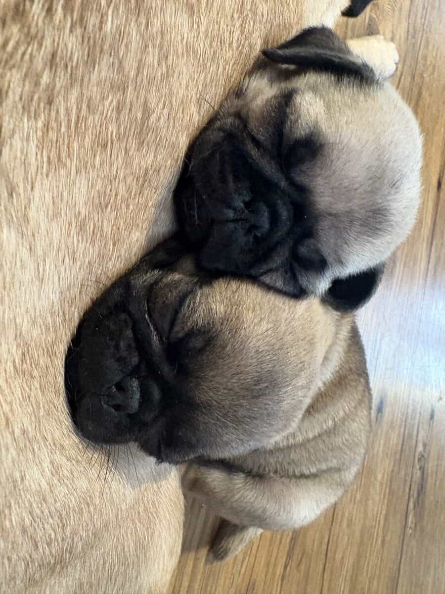 Christmas Pugs image 1