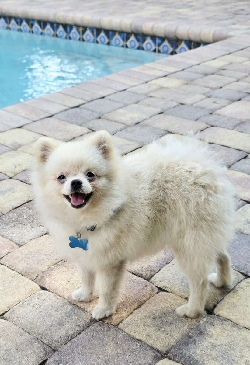 Purebred pomeranian male image 5