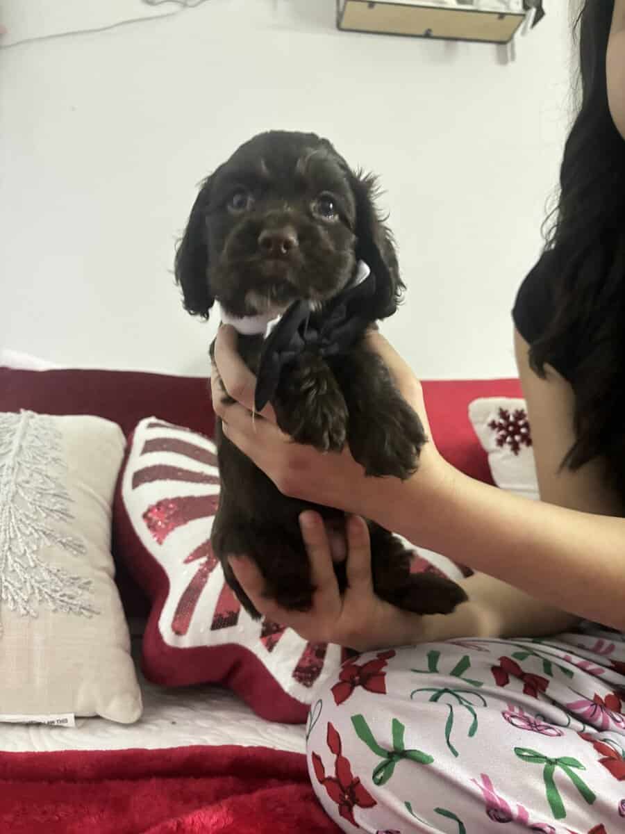 Three chocolate cocker spaniels (male) for sale image 1