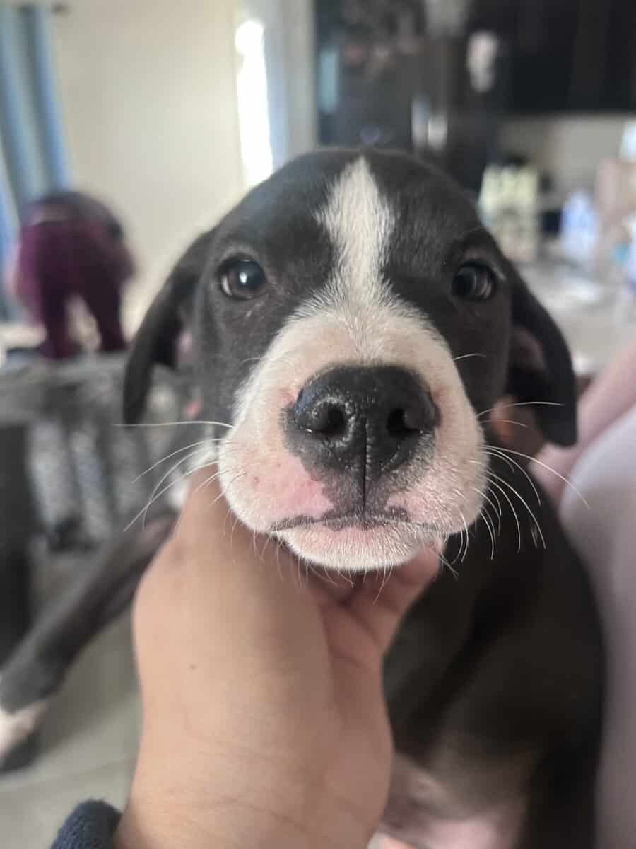 Selling Italian greyhound lab mix image 2