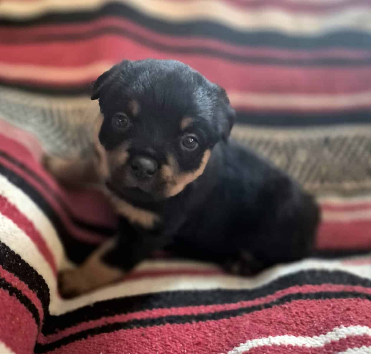 German rottweiler puppies image 7