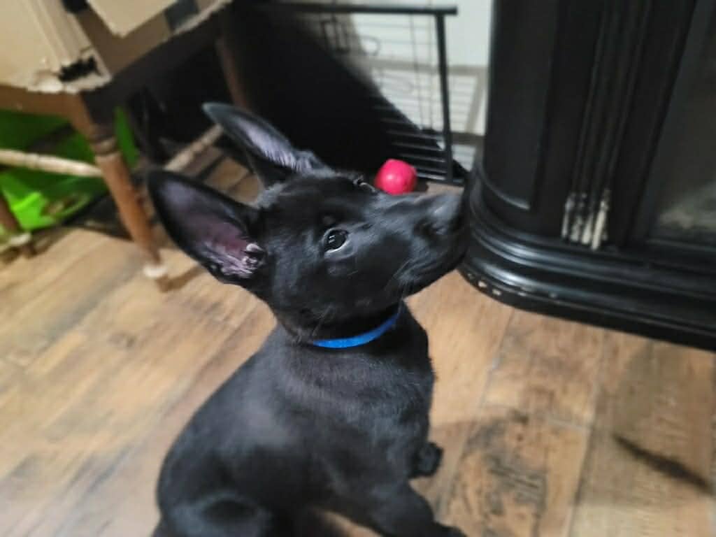 Belgian malinois pups image 8