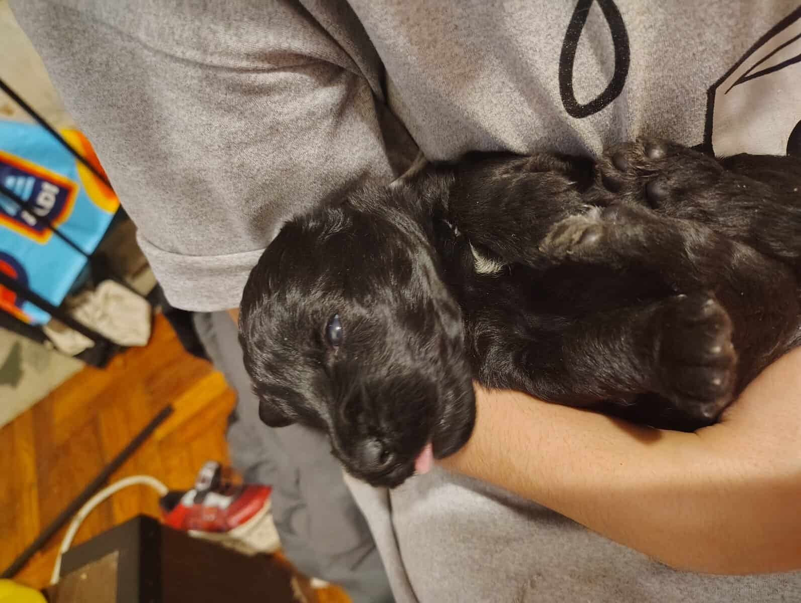 Puppies for sale image 3