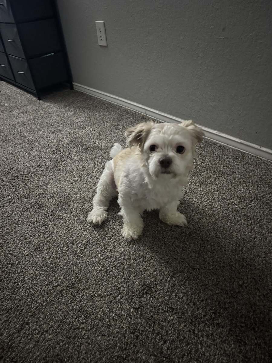 Dog for sale image 2