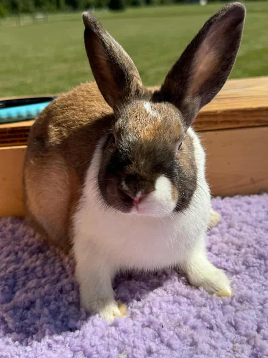 Dutch rabbit rehoming image 1