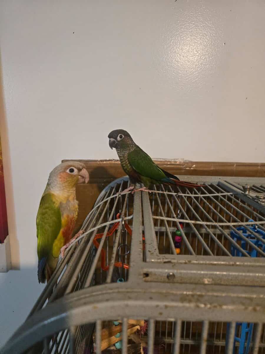 2 Pineapple & Green Cheek Conures for Sale image 1