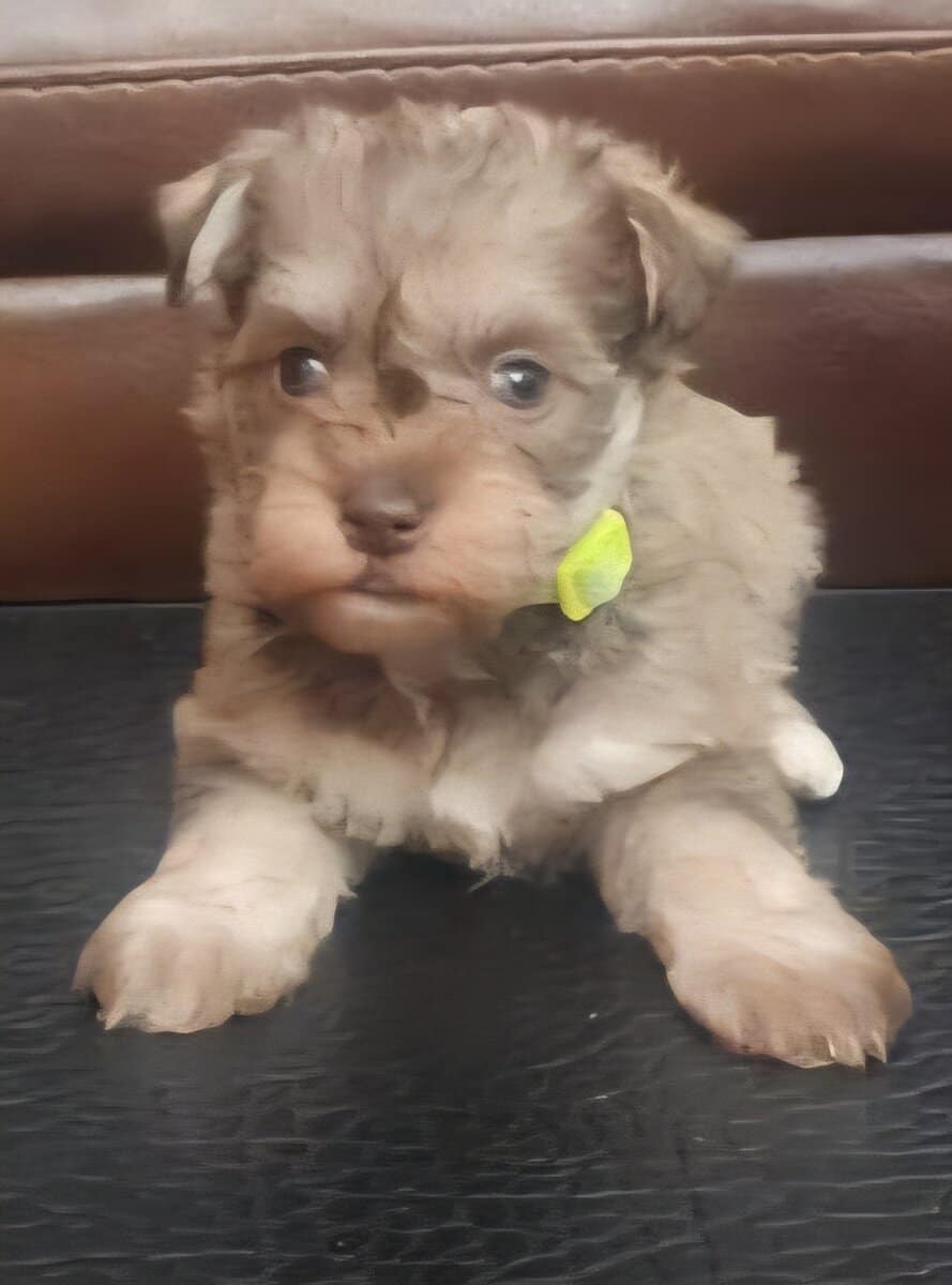 Mini Schnauzer image 2