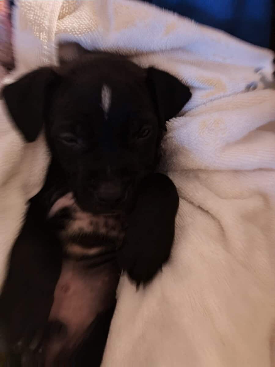 American pitt bull terrier puppies image 4