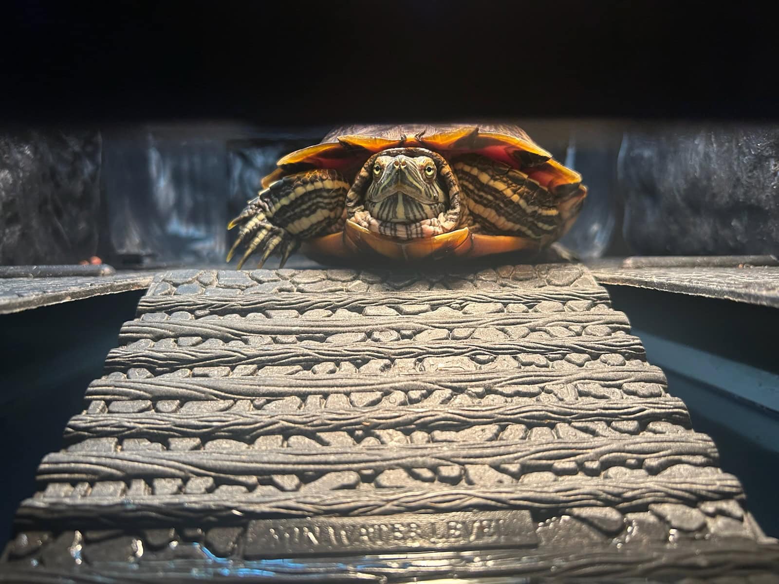 Red Eared Slider Turtle image 2
