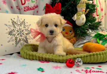 Maltipoo Puppies 🐶