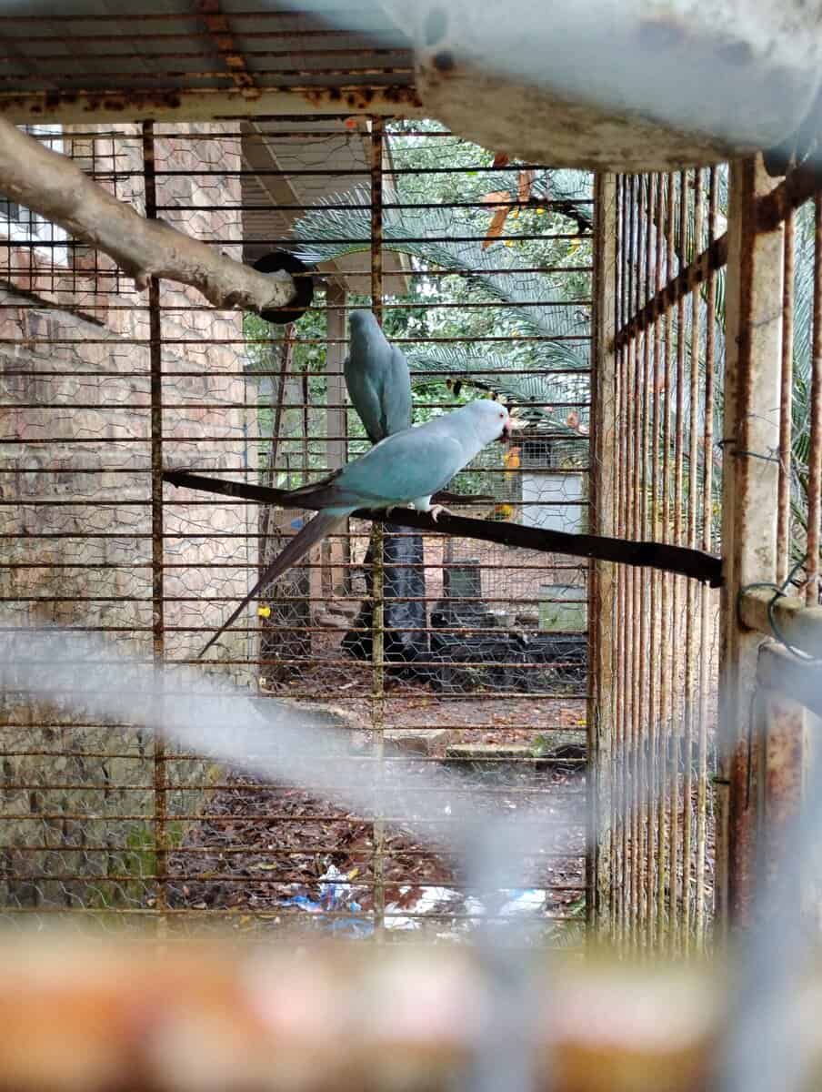 Indian ringnecks image 4