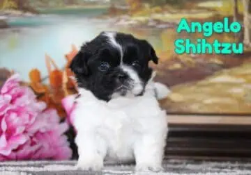 Angelo Male Shihtzu