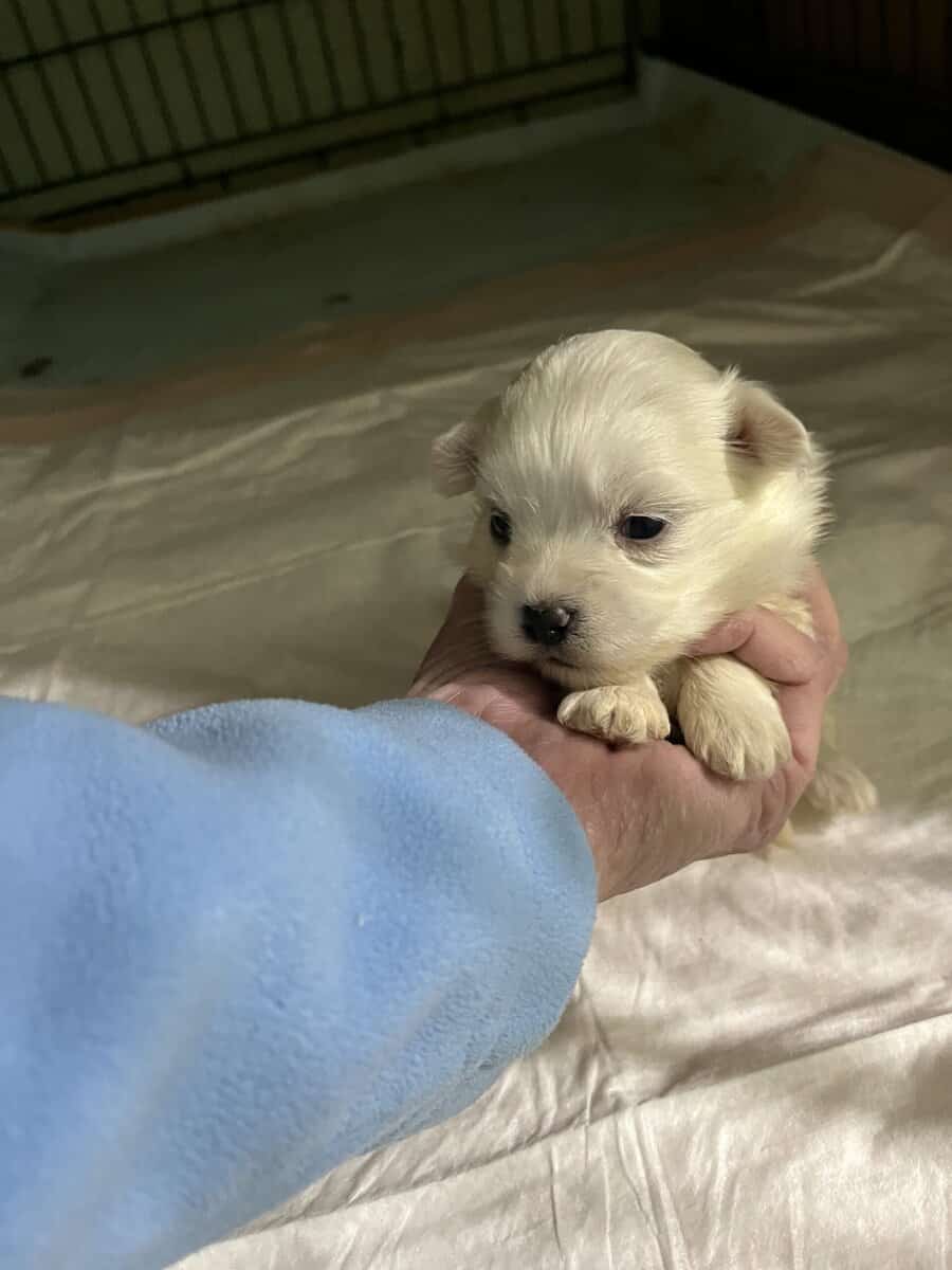 Maltese A.K.C. Male Puppies For Sale image 4