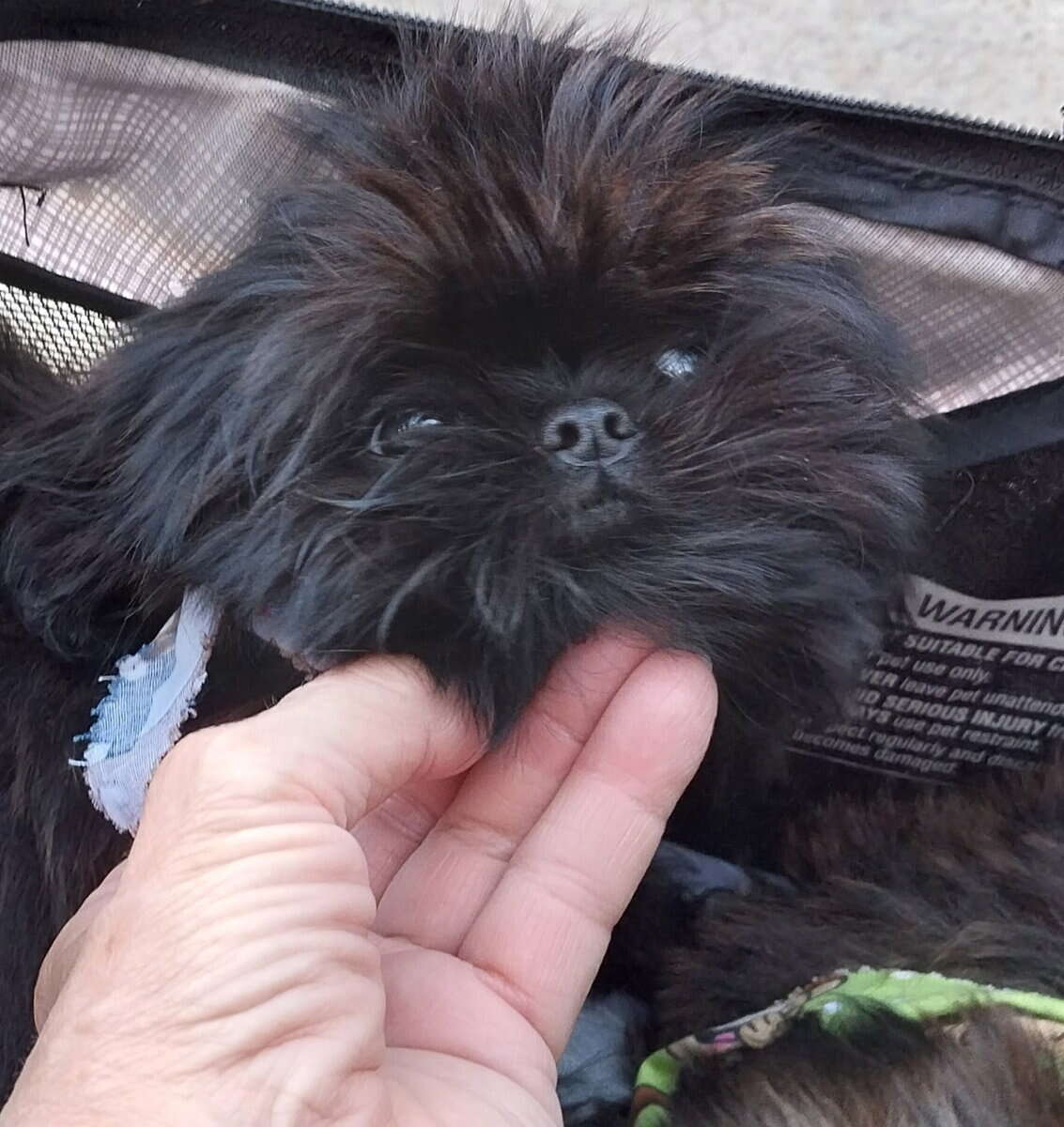 Teacup Shihtzu image 3