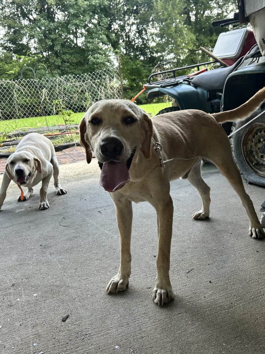 2 Free full blood yellow Labs image 1
