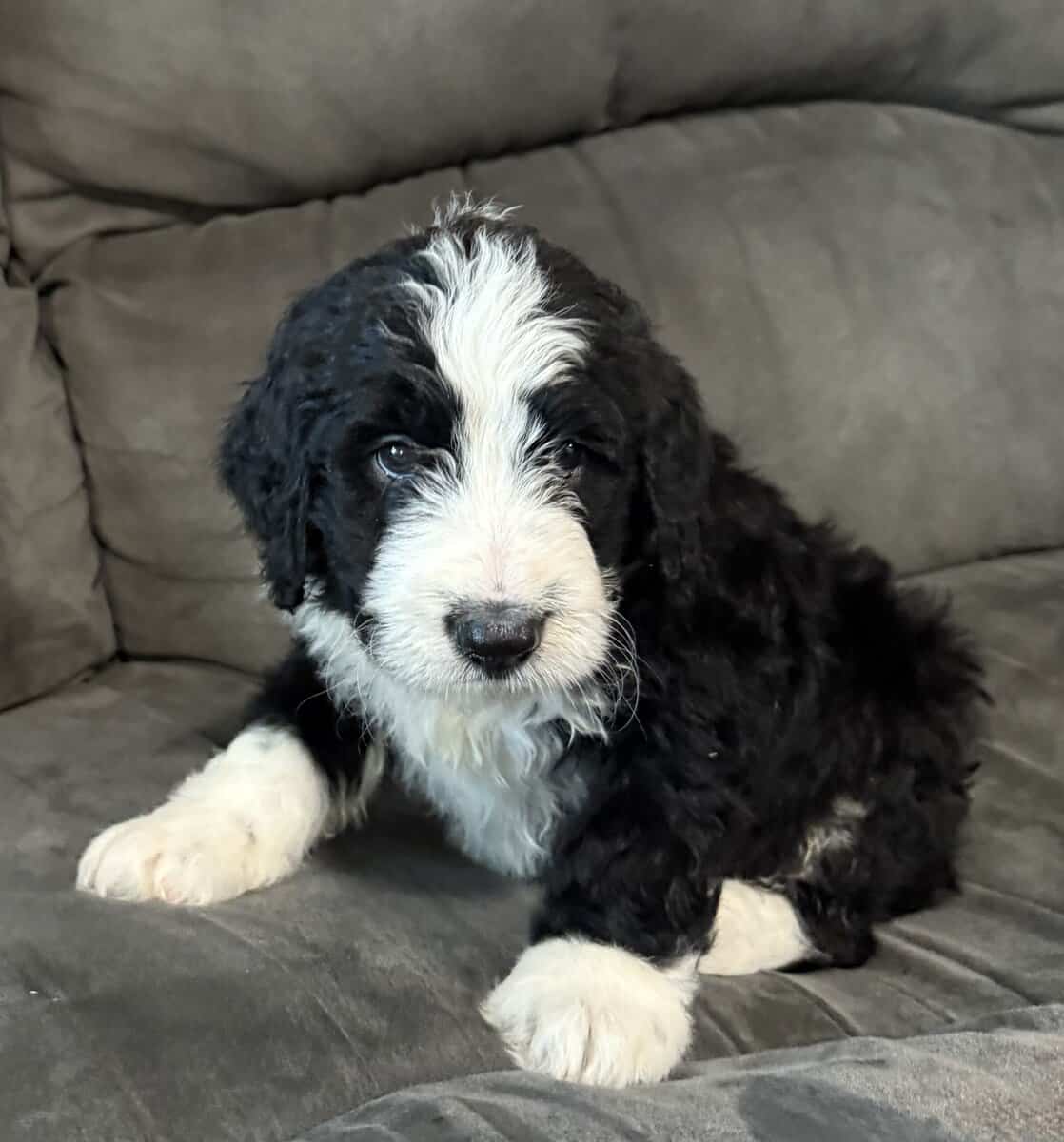 Bernedoodle Pups For Sale image 3