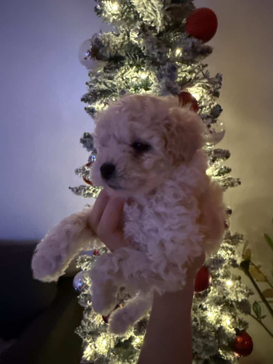 Pure Maltipoo Puppy for sale image 5