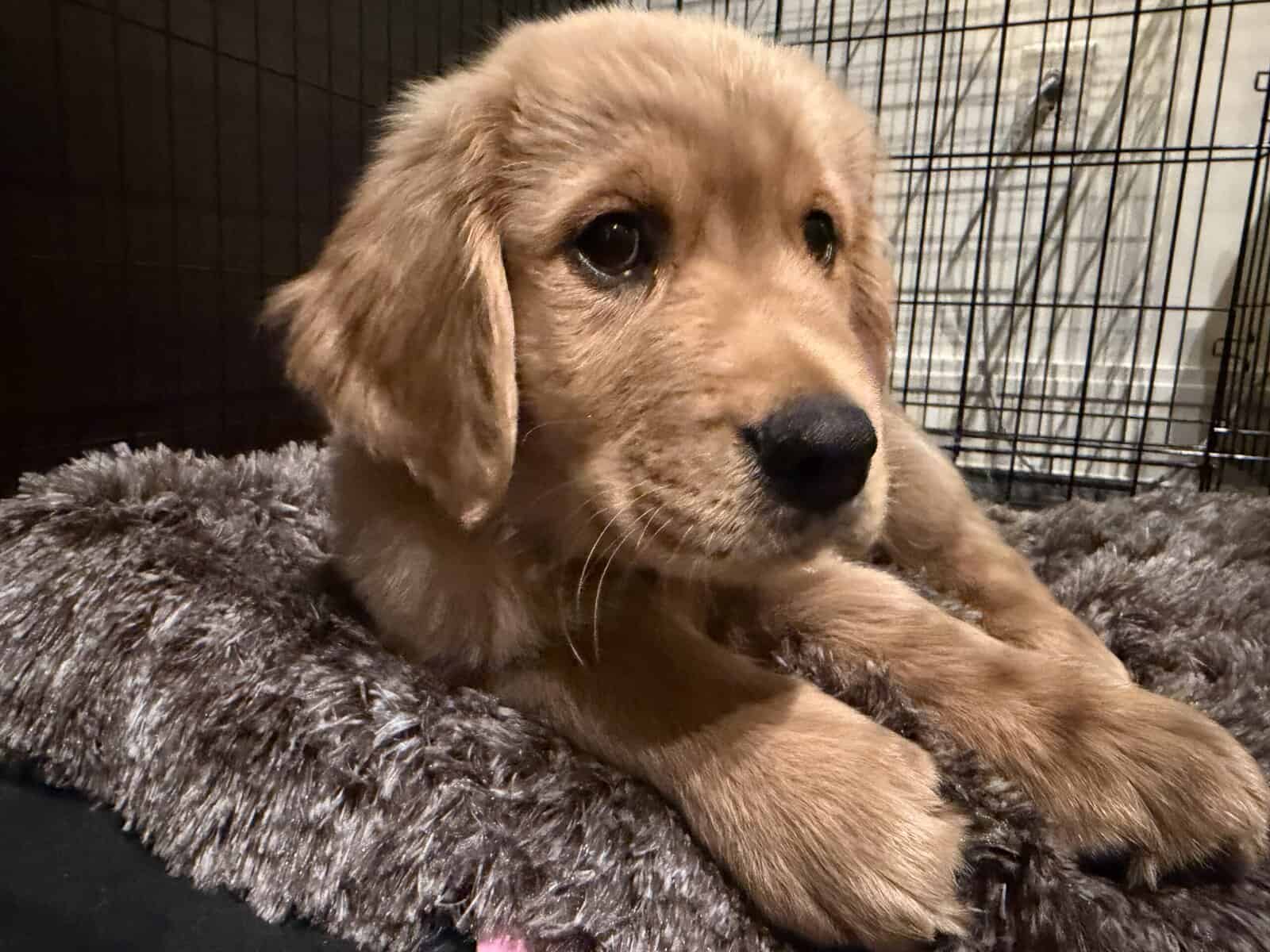Golden Retriever Puppy to rehome image 4
