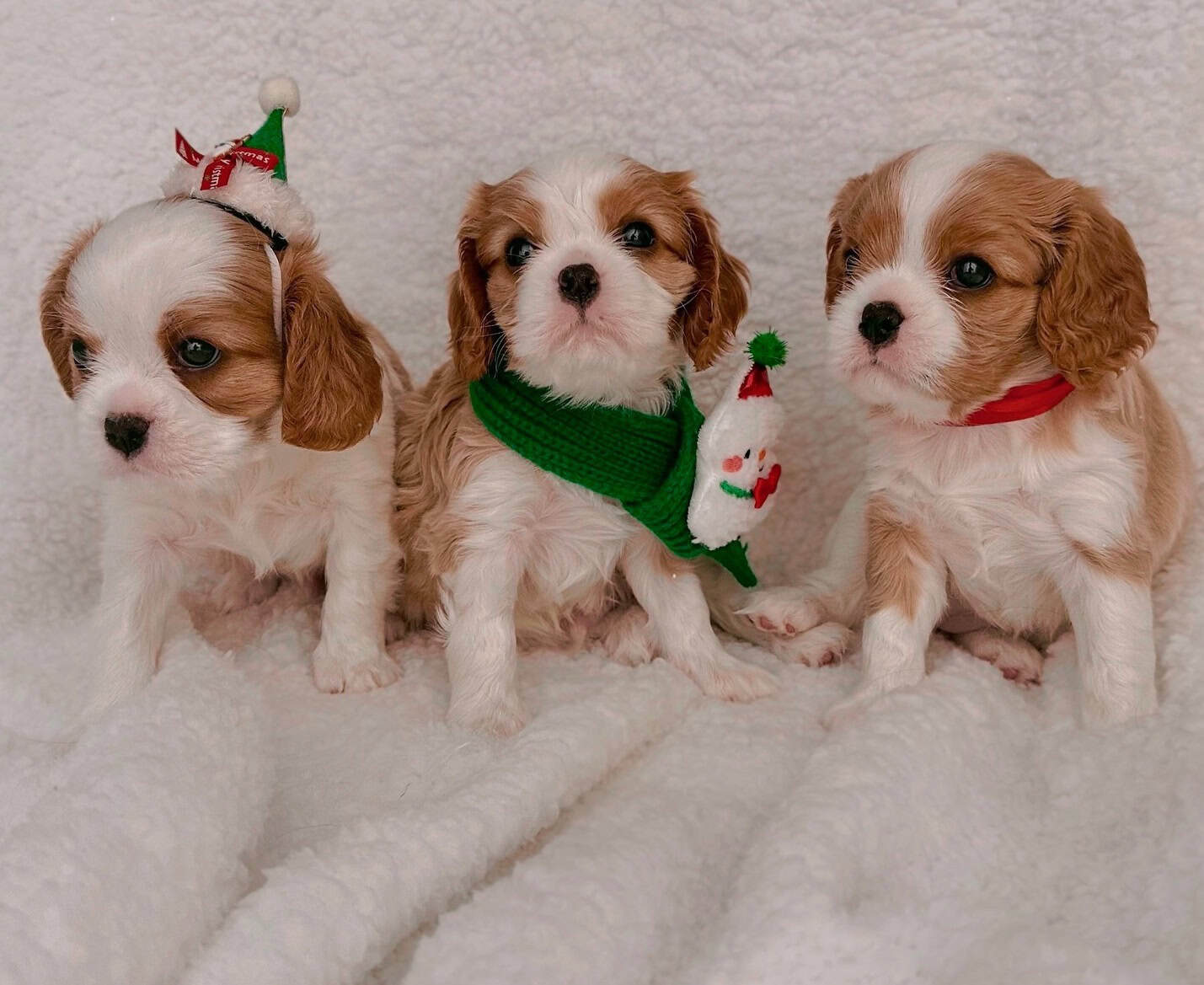AKC Cavalier King Charles Spaniel Puppies Availabl image 6
