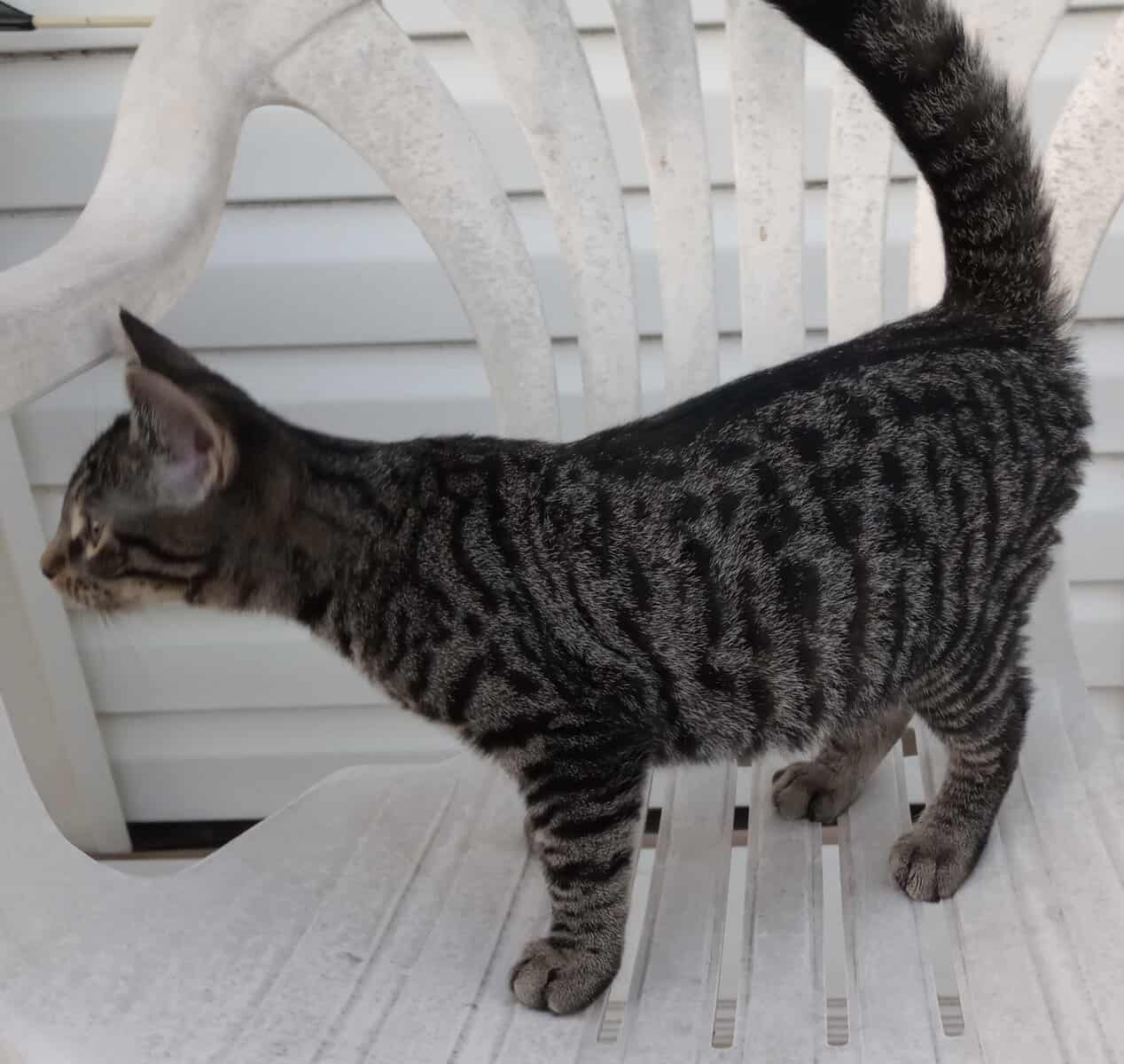This Kitten Needs a Forever Home!!! image 2