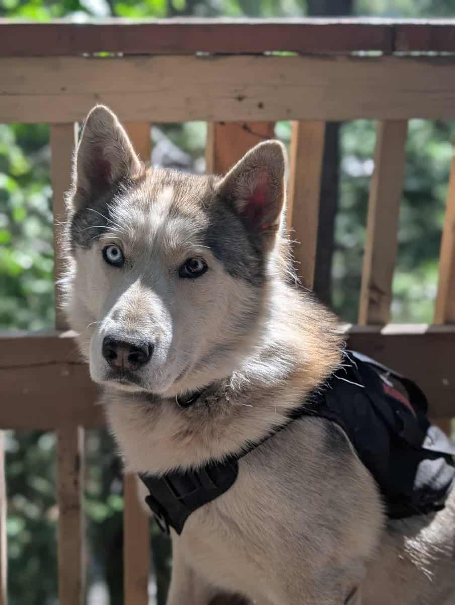 Siberian husky needs rehoming image 3