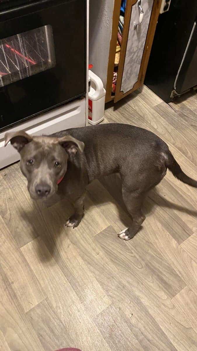 Needs Rehoming image 2
